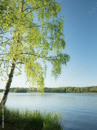 Birch tree on a shore