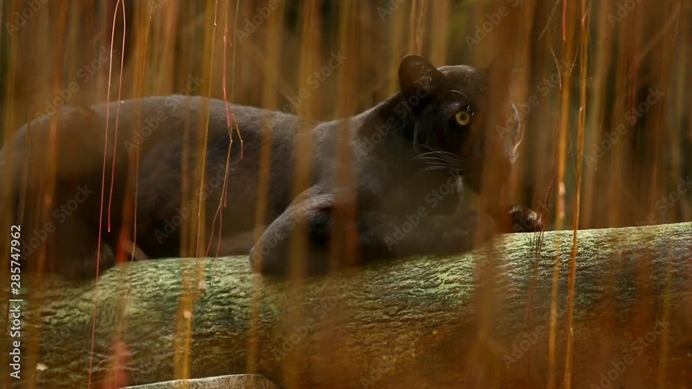 Black panther sitting and looking , Chiamgmai Thailand
