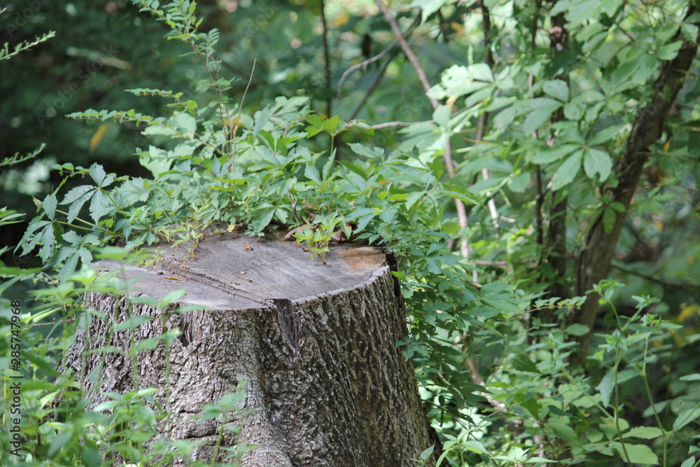 Tree Stump in Forest Tree Stump in Forest
