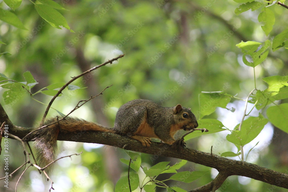 Squirrel Friend 2 Squirrel Friend 2