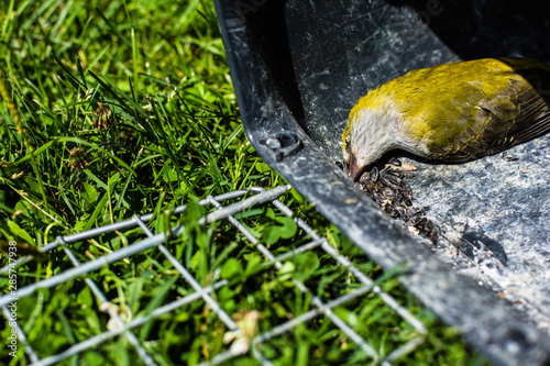 Golden oriole bird lying dead in open cage, freedom concept