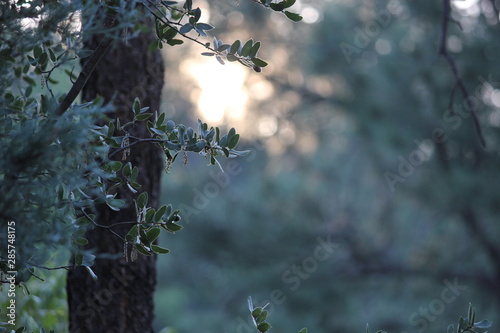 Forest Light
