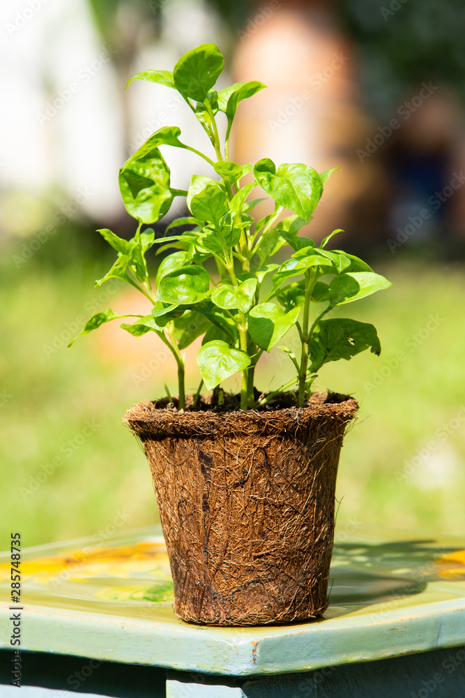 Watercress with Coconut coir fibre pot on chair in the garden, Organic vegetables