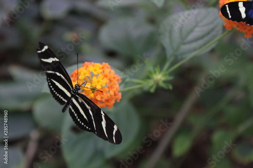 Zebra Longwing