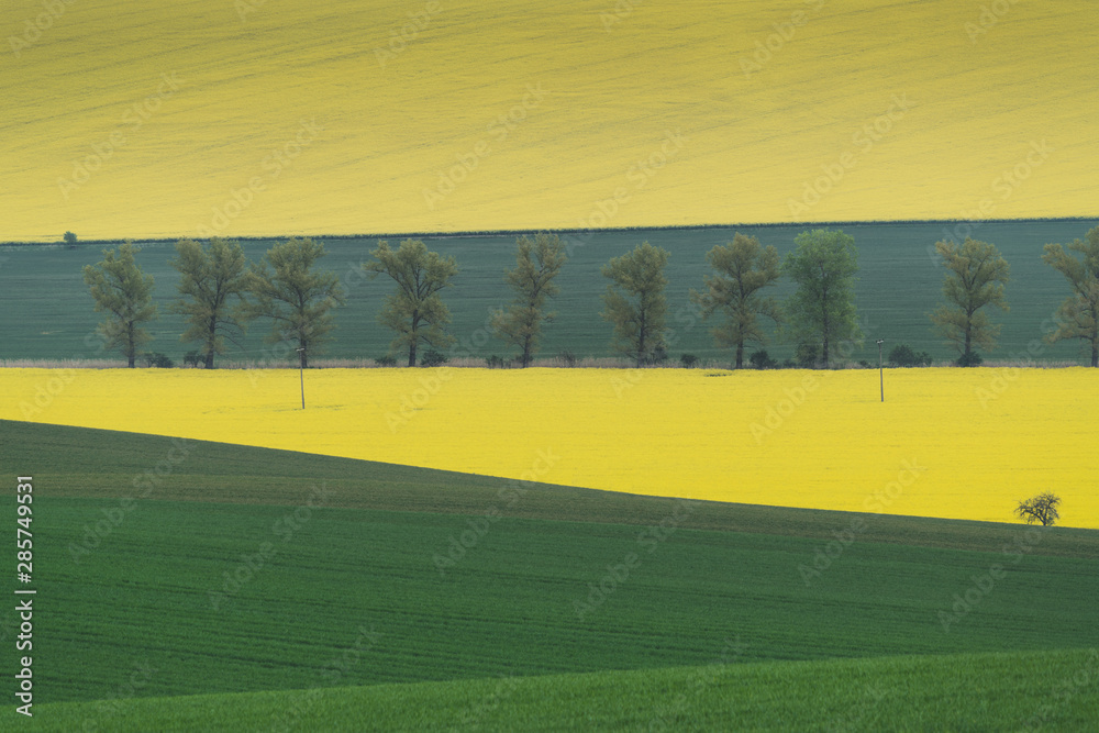 Fototapeta premium Spring in the field s waves of South Moravia, Czech Republuc