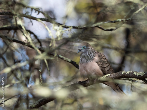 Peaceful Dove (Geopelia placida) race 