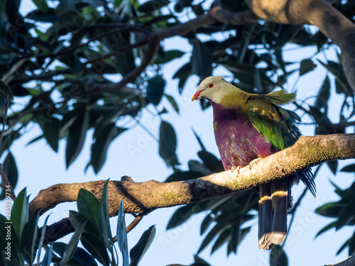 Wompoo Fruit Dove (Ptilinopus magnificus) subspecies 