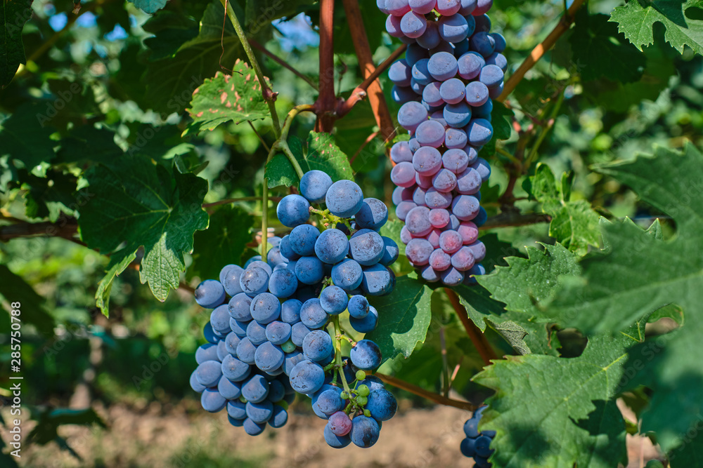 Red grape variety. Good grape harvest. Grapes in vineyard raw ready for harvest in Italy.