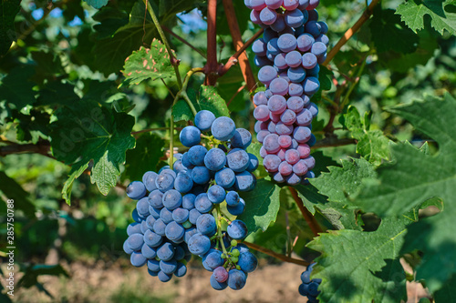 Wallpaper Mural Red grape variety. Good grape harvest. Grapes in vineyard raw ready for harvest in Italy. Torontodigital.ca