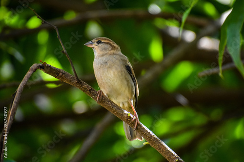 Female House Sparrow (Passer domesticus)