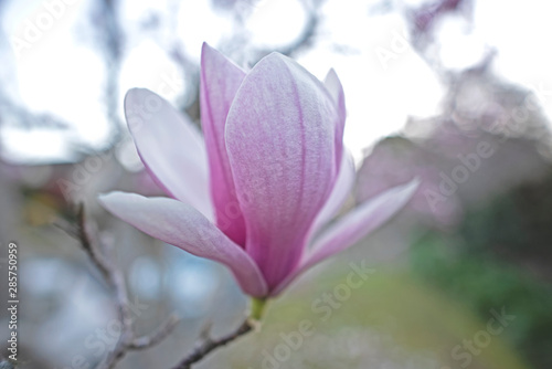 Magnolia © ernest