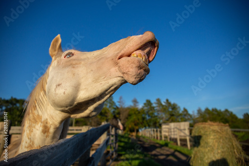 Funny horse with ugly yellow teeth doing flehemen response: laughing or smiling