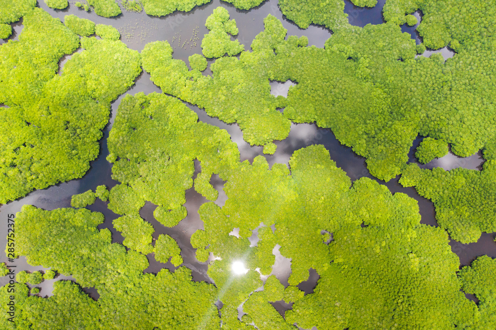 Tropical forest with mangrove trees, the view from the top. Mangroves and rivers. Tropical landscape in a deserted area. Tropical forest with mangrove trees, the view from the top. Mangroves and rivers. Tropical landscape in a deserted area.