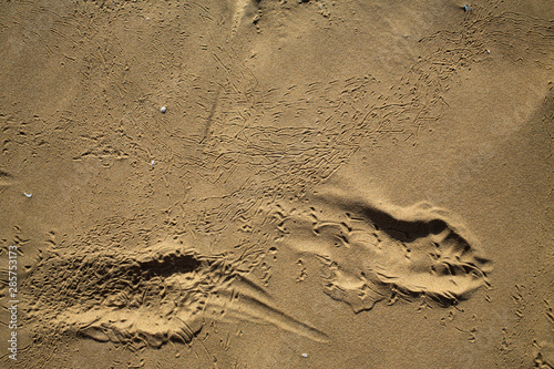 Bird footprints track on sandy beach, Abstract natural background