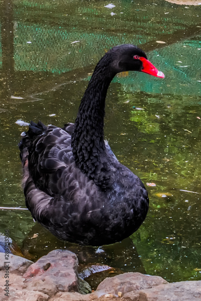 Fototapeta premium black swan on the lake