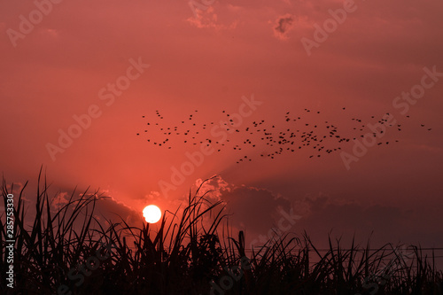 Sunset in Field flying birds in purulia