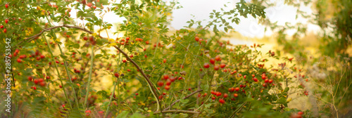 Obraz na plátně red rose hips on long branches with bright green leaves on a very blurry beautif