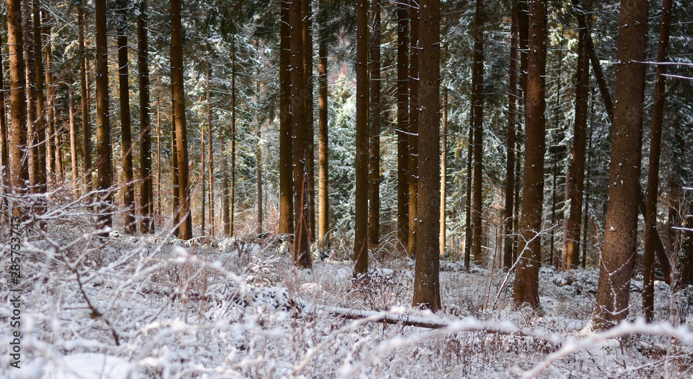 Fototapeta premium forest in winter