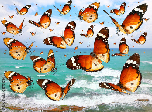 Butterflies flying over the sea  © Alexey Protasov
