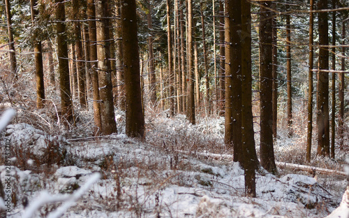 The first snow in the autumn forest