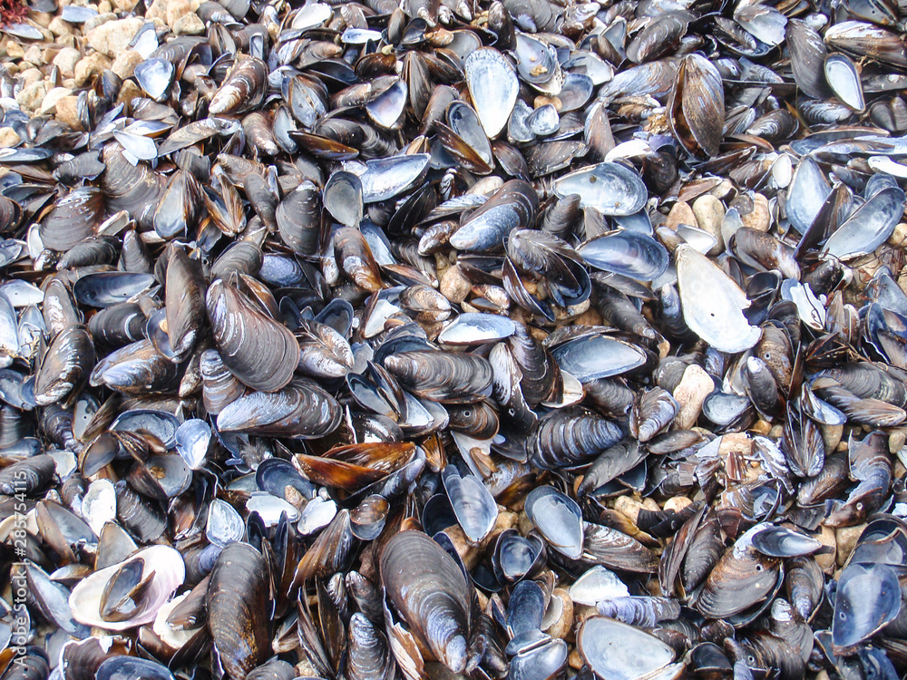 Close up of mussel shells on the beach of Japanese sea, Russia Close up of mussel shells on the beach of Japanese sea, Russia