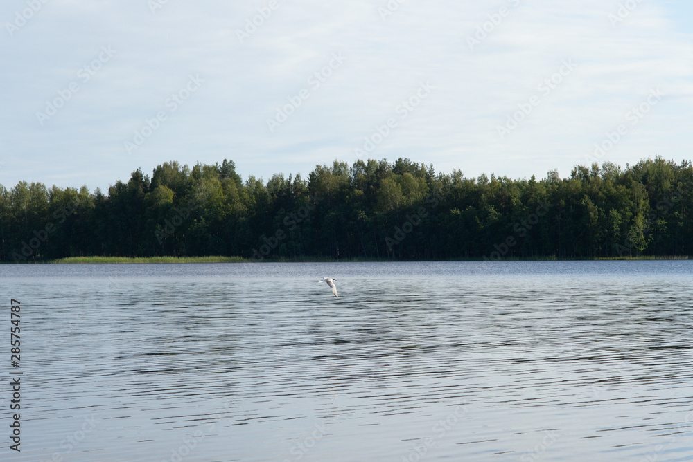 An Arctic tern flying scouting for small fish on the Saimaa lake in Finland - 1