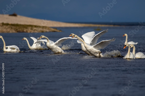Fototapeta Naklejka Na Ścianę i Meble -  Mute swans, Cygnus olor, group of swans flapping wings above a river on a warm bright sunny day during summer in Scotland.