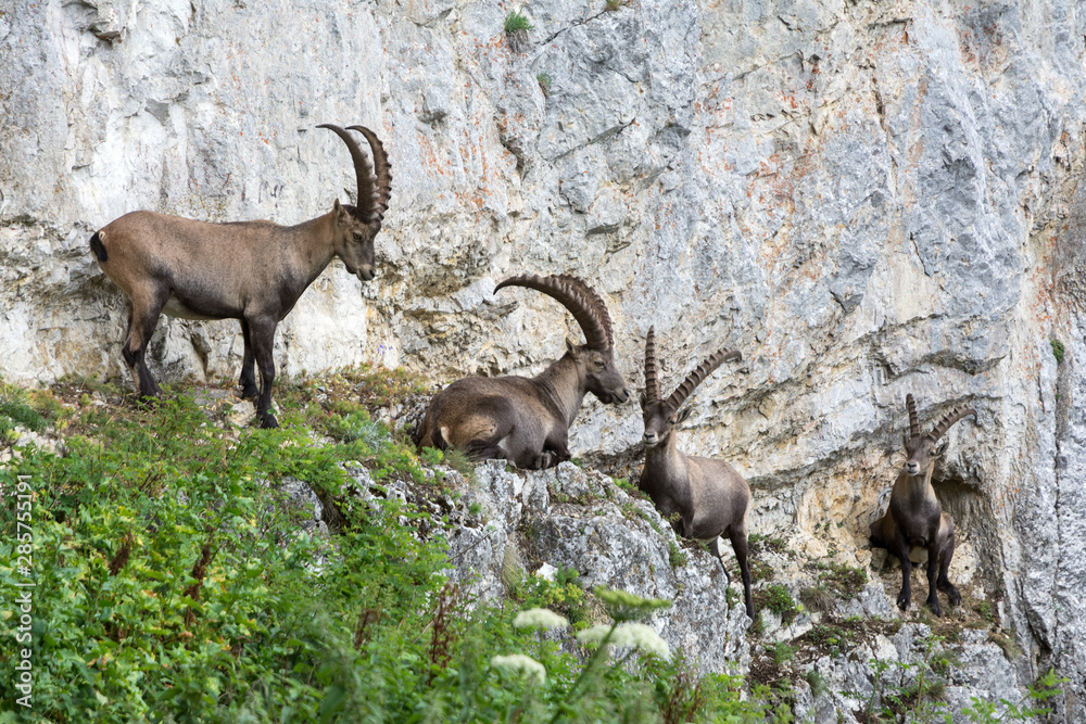Capricorns standing on a steep rock in the Alps