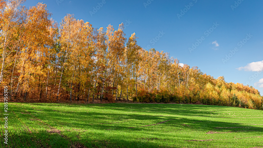 Stunning forest and green field in the sunny autumn, Poland