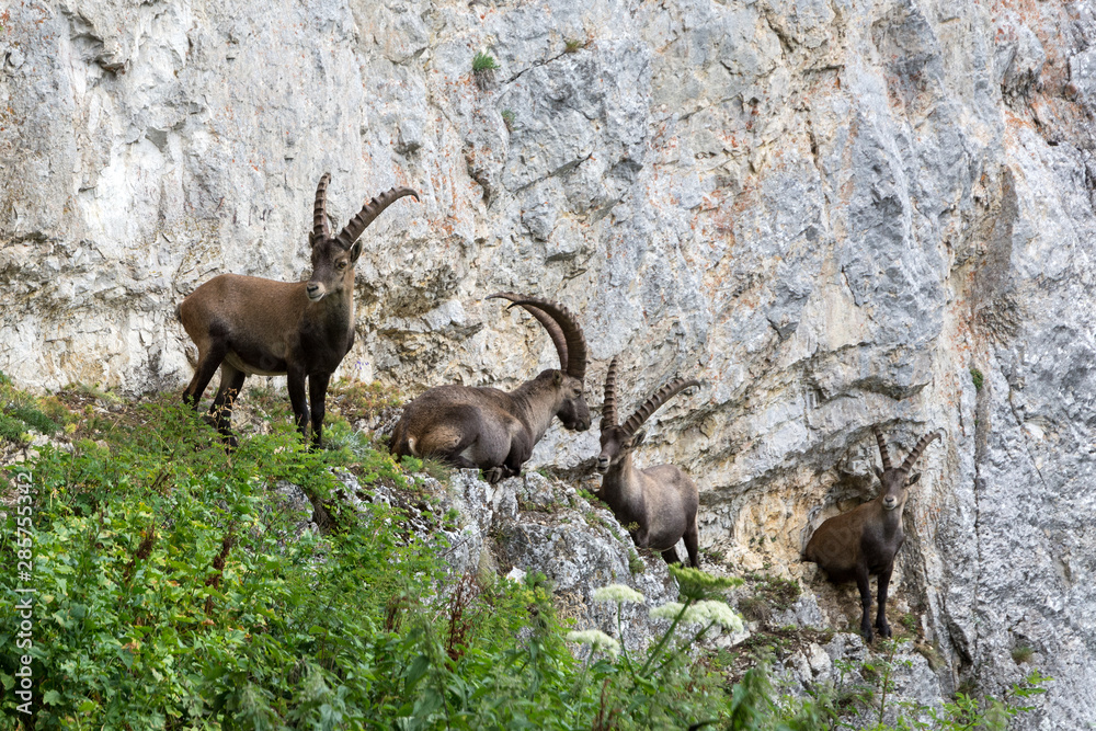 Capricorns standing on a steep rock in the Alps