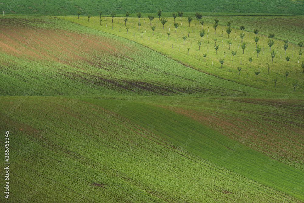 Obraz premium Spring in the field wave of South Moravia, Czech Republic