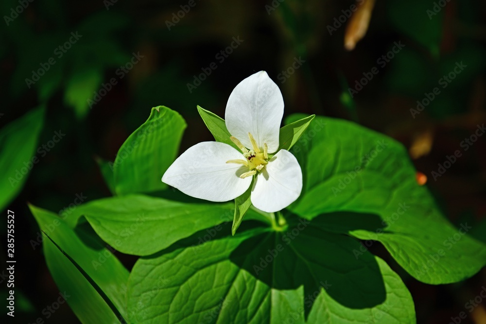 Fototapeta premium 光を浴びて輝く可憐なオオバナエンレイソウの花＠北海道