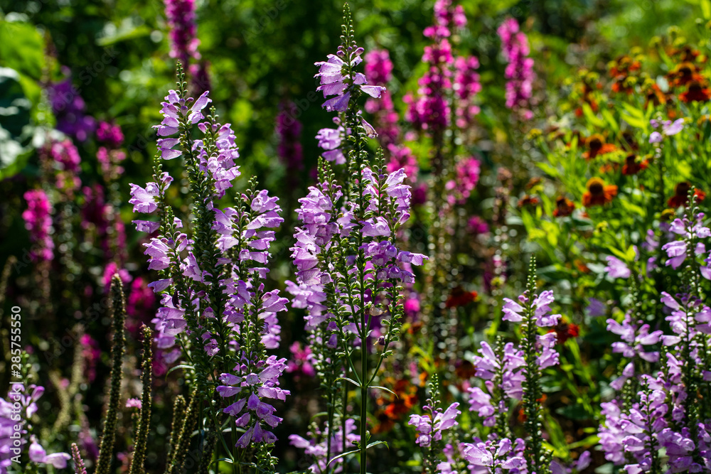 View of colorful flowers in the summer time garden