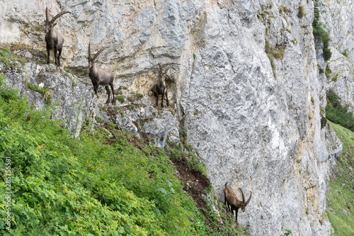 Capricorns standing on a steep rock in the Alps