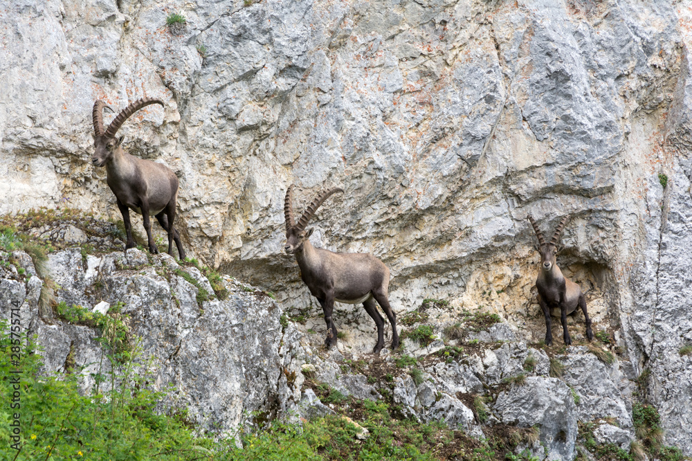 Capricorns standing on a steep rock in the Alps Capricorns standing on a steep rock in the Alps