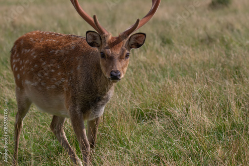 Fallow deer stag, Dama dama dama, close up portrait while looking at camera with smooth antlers during summer in Scotland. © Paul