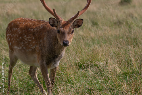 Fallow deer stag, Dama dama dama, close up portrait while looking at camera with smooth antlers during summer in Scotland.