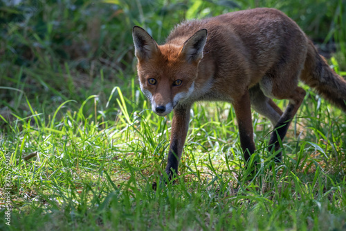 Red fox, Vulpes vulpes, hiding/walking in long grass within a woodland during the summer day time in scotland. © Paul