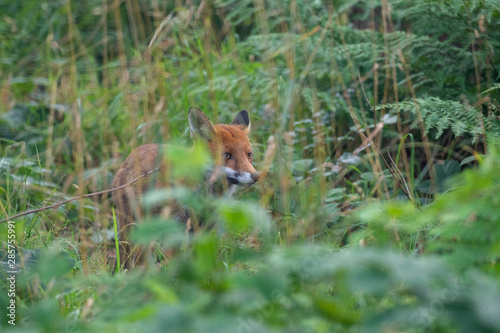 Red fox, Vulpes vulpes, hiding/walking in long grass within a woodland during the summer day time in scotland.