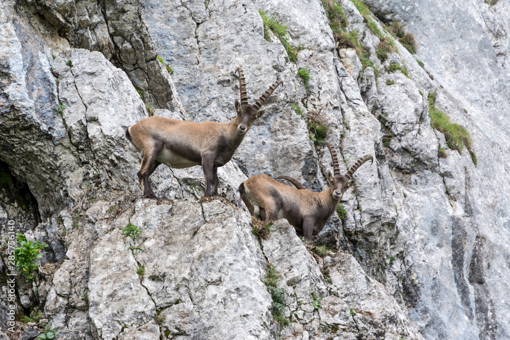 Capricorns standing on a steep rock in the Alps Capricorns standing on a steep rock in the Alps