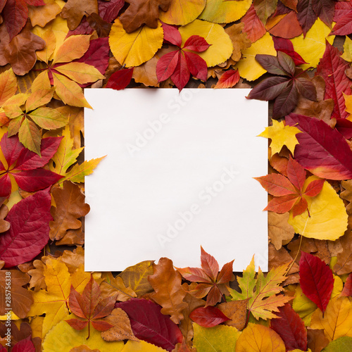 Bright and colorful autumn frame of fallen leaves