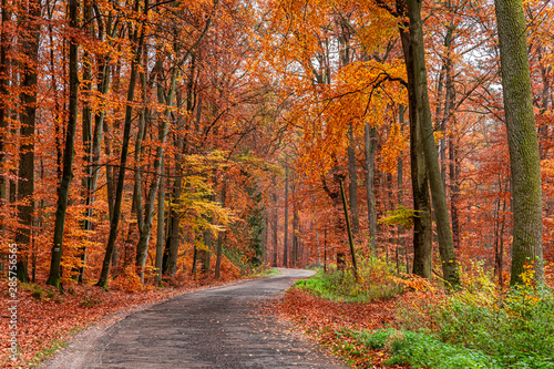 Brown forest and dark road in the fall, Poland