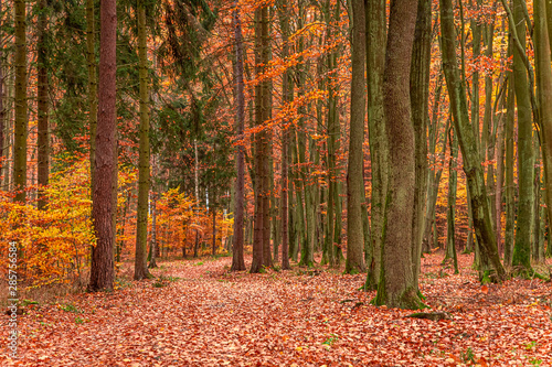 Brown forest full of leaves in the autumn in Poland © shaiith