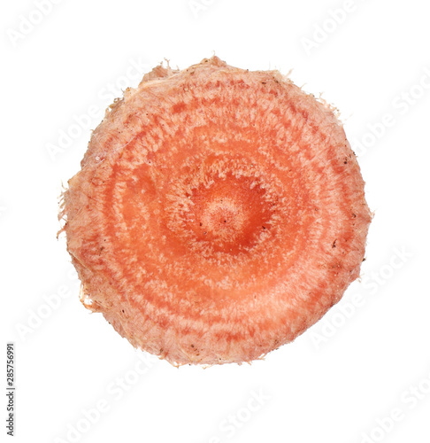 Edible milk mushroom