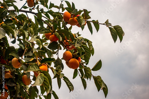 Obraz na plátně Yellow persimmon hanging on tree branches