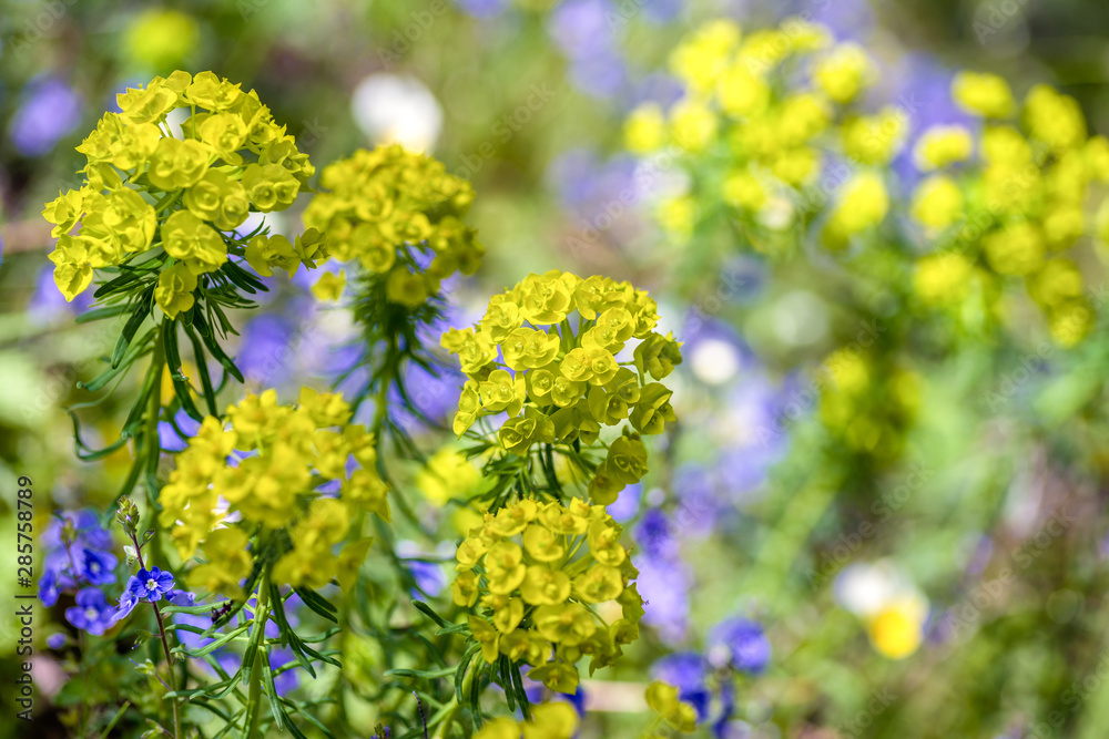Yellow flowers in meadow Yellow flowers in meadow