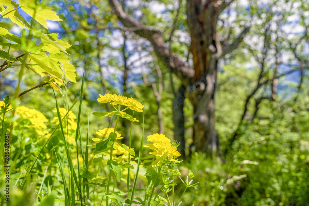 Obraz premium Yellow flowers in forest