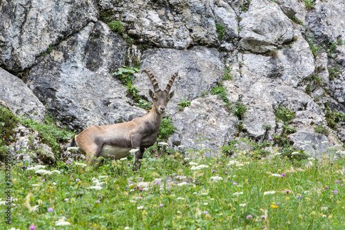 Capricorn standing on a steep rock in the Alps