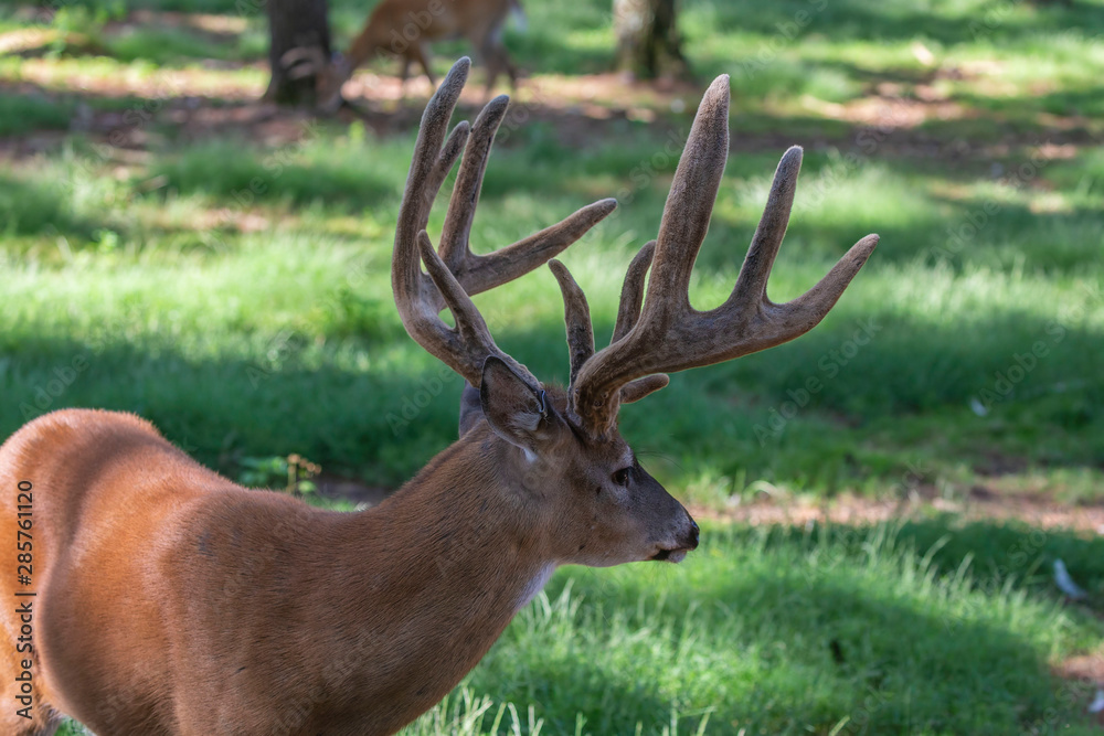 The deer with velvet antlers on meadow in forest The deer with velvet antlers on meadow in forest