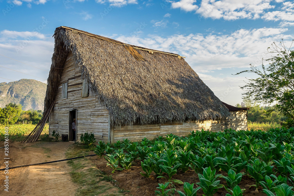 The Vinales valley in Cuba is a major tobacco growing area